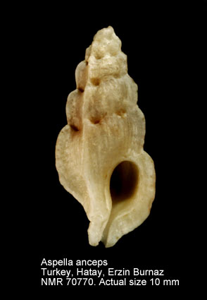 Aspella anceps.jpg - Aspella anceps(Lamarck,1822)